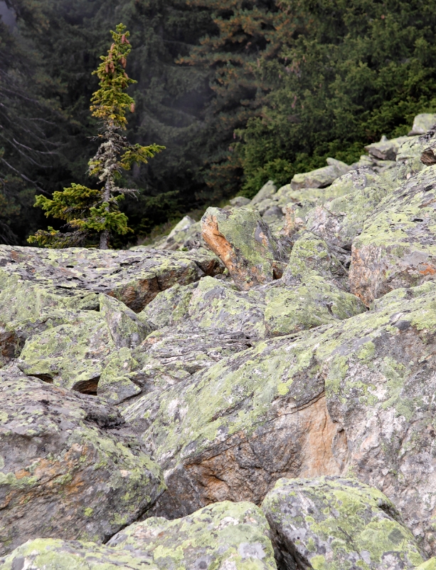 Gnarled trees, Aletsch Switzerland 19.jpg